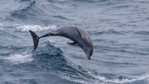 Russia Training Dolphins (Again) To Defend Black Sea Fleet