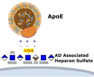 New Potential Drug Target For Alzheimer’s Disease – 3P™