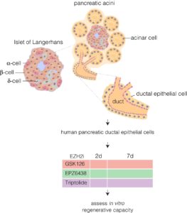 Reactivation Of Beta-Like Cells In The Pancreas To Produce Insulin