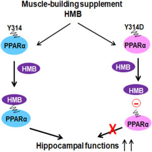 Bodybuilding Supplement May Help Stave Off Progression Of Alzheimer’s – 3P™