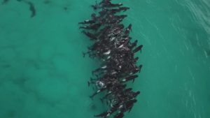 Pilot Whales Die After Mass Stranding In Western Australia