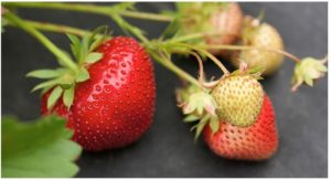 ARS USDA Bringing You Mold-Free Strawberries – BJYFederal™