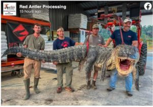 14’ 3” Mississippi Gator