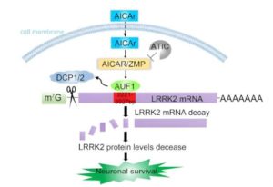 Key Parkinson’s Mechanism Discovered – 3P™