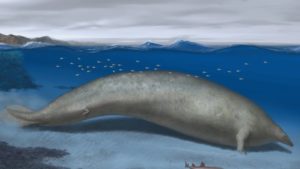 Newly Discovered Colossal Whale – Heaviest Animal Ever?