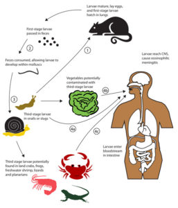 Worm That Jumps Between Rats, Slugs And Human Brain In SE U.S.