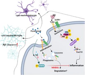 Multiple Sclerosis Drug Can Be Used As Alzheimer’s Therapy – 3P™