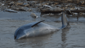 Over 100 Dolphins Dead In Brazilian Amazon