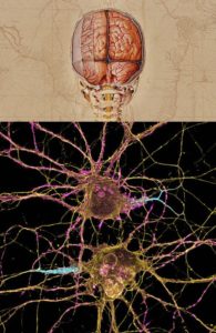 MIT: Brain Mapping & “Wiring” Coming Into Focus  – A4DP™