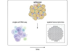 Obesity Leads To A Complex Inflammatory Response Inside Fat Tissue