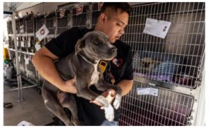 Animal Shelters Overflowing, And . . .