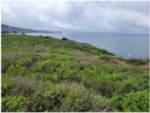 La Jolla’s 1,000 acre UCSD coastal reserve – BJYLabs
