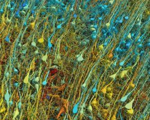 1 cubic mm of human brain mapped – COGNITIVE NEUROSCIENCE – AI