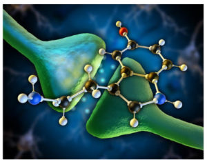 Serotonin 2C Receptor Key to Memory – A4DP™