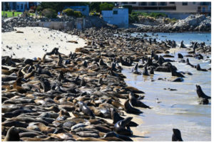 Monterey beach closed by sea lions