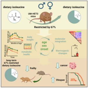 The epic discovery how reducing one amino acid in diets extends life by 33%