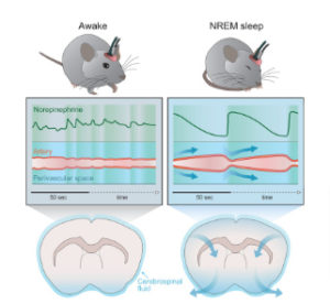 DISCOVERY WHY Z-DRUGS, SLEEP MEDS, ANESTHESIA DIRECTLY CAUSE DEMENTIA & ALZHEIMER’S – A4DP™