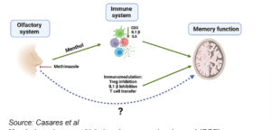 Menthol can improve Alzheimer’s memory in mice – A4DP™