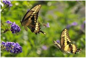 Butterflies fluttering out of existence