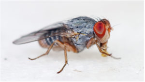 Fruit flies into automatons, albeit light payload – perhaps add a little AI