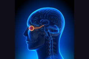 Our brains can communicate wordlessly, through our eyes