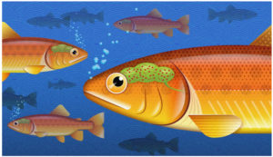 Fish have a natural, healthy brian biome – we may too
