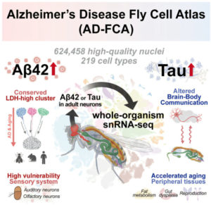 Fruit fly confirms proteins-Alzheimer’s