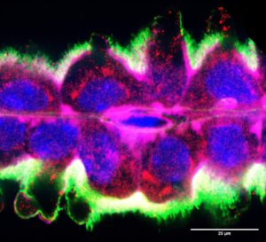 Choroid plexus apocrine secretion shapes fetal brain development – perhaps A4DP™