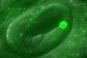 Stress genes clear dead cells, offering new disease insights