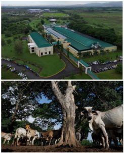 G. Wheeler, BJY & USDA spent 50 years delaying flesh eating screwworms at the Texas border (370 mi.), by breeding sterile flies country by country – Mexico is in trouble – BJY™