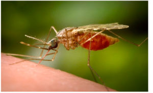 Forget about Caribbean & S. America travel for now