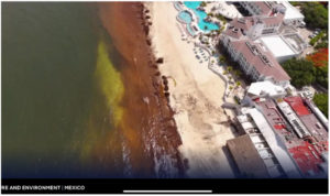 Cancun and eastern Mexican beach resorts fight red algae – it’s bad