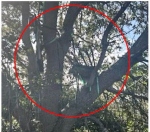 Trump apparent third assassination snipers nest  setup